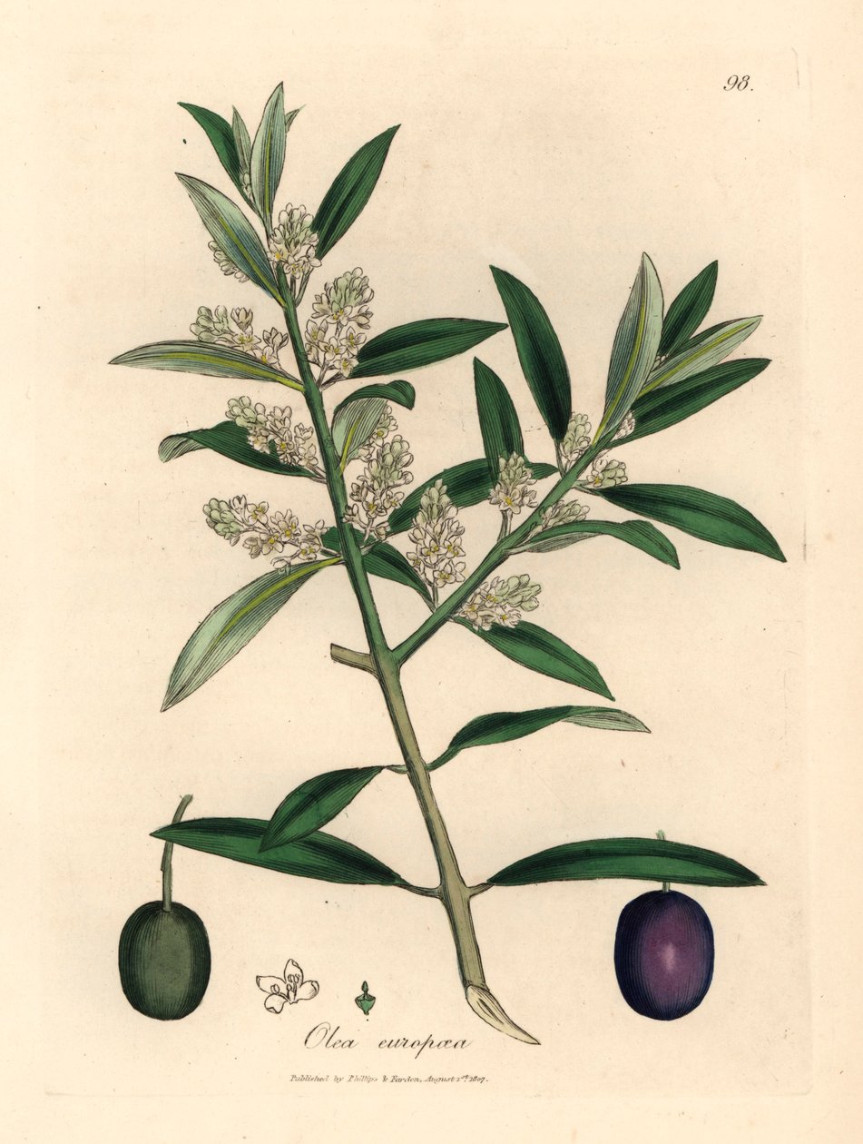 Weiß blühender europäischer Olivenbaum mit Früchten, Olea europaea, aus einer botanischen Illustration von James Sowerby aus William Woodville und Sir William Jackson Hookers "Medical Botany" 1832 (handkolorierter Kupferstich) von James (after) Sowerby