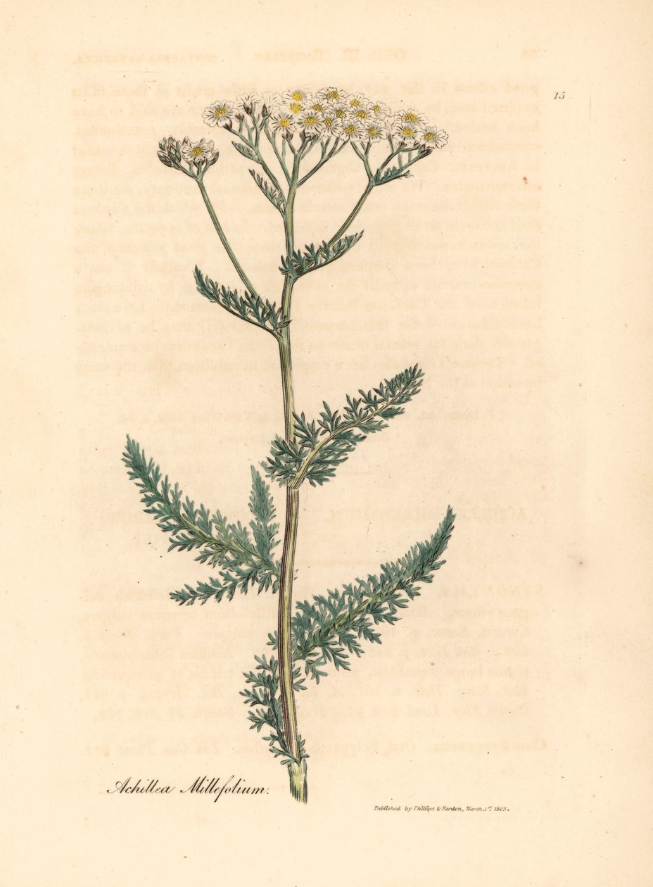 Weiß blühende Schafgarbe, Achillea millefolium, aus einer botanischen Illustration von James Sowerby aus William Woodville und Sir William Jackson Hooker