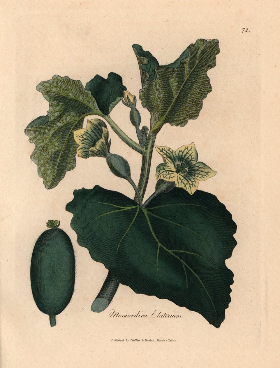 Gelbe Blume, Blätter und Früchte der Spritzgurke, Momordica elaterium, aus einer botanischen Illustration von James Sowerby aus William Woodville und Sir William Jackson Hooker