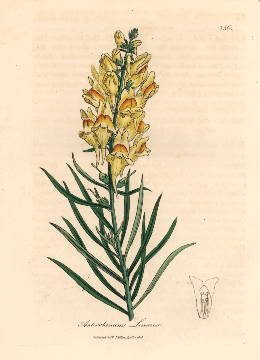 Gelb blühender Löwenmaul, Antirrhinum linaria, aus einer botanischen Illustration von James Sowerby aus William Woodville und Sir William Jackson Hooker