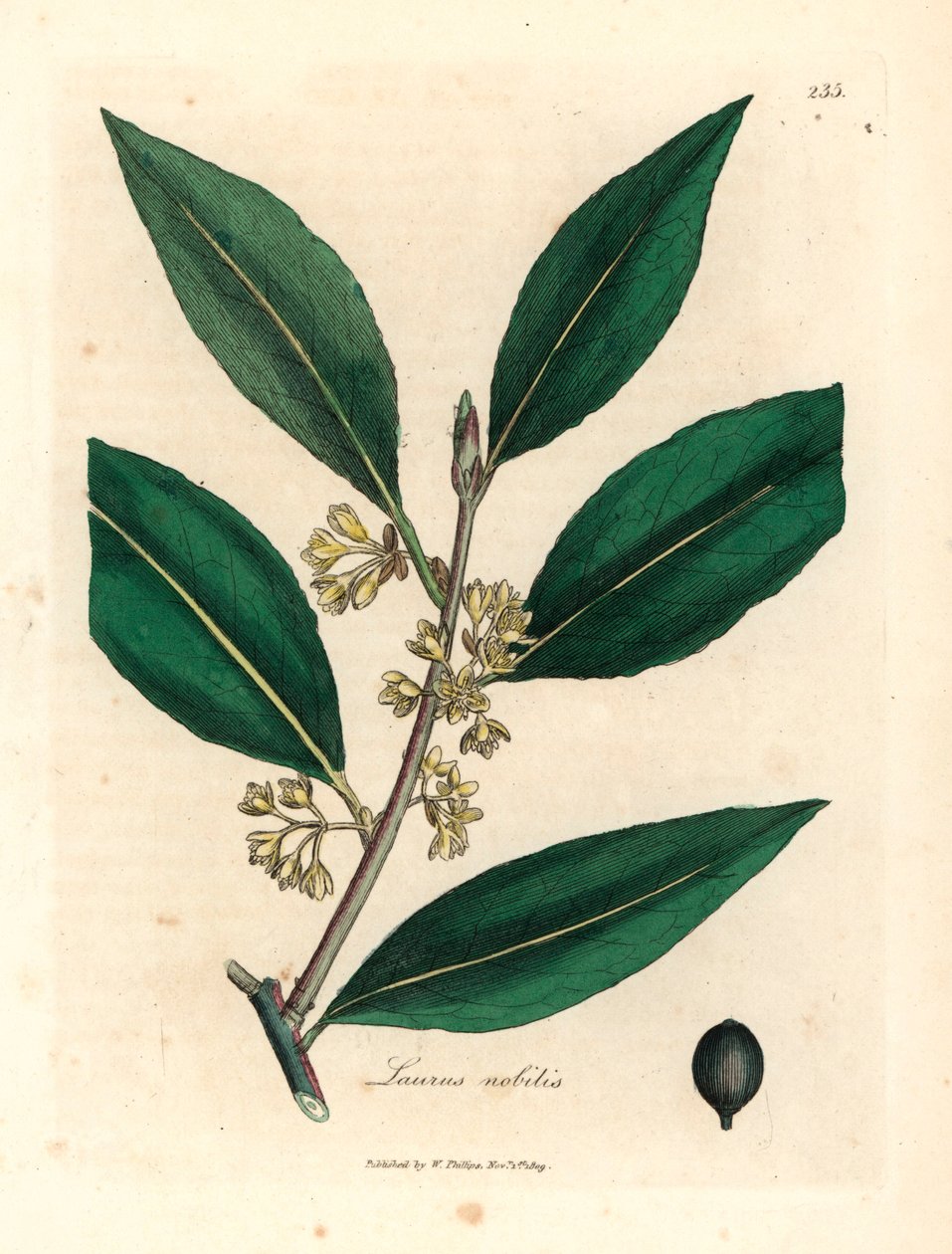 Gelbblühende Lorbeerblätter, Laurus nobilis, aus einer botanischen Illustration von James Sowerby aus William Woodville und Sir William Jackson Hooker