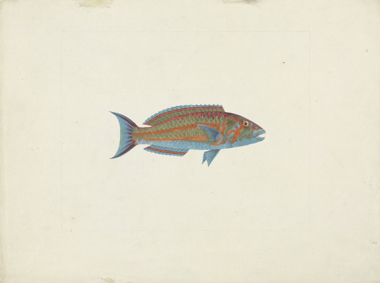 Ein Fisch, El Hudderi Imbo von James Bruce