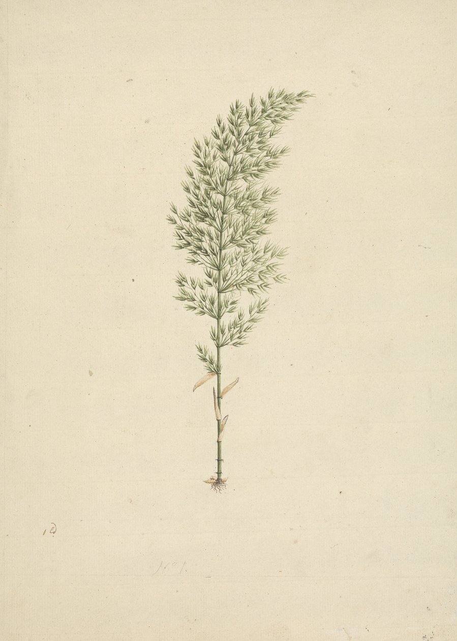 Arundinaria alpina K. Schum. (Afrikanischer Bambus): fertige Zeichnung der Pflanze mit Wurzeln von James Bruce