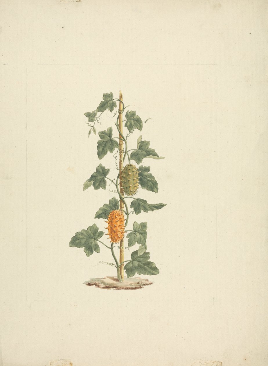 Cucumis metuliferus Naud (Wilde Gurke): fertige Zeichnung von James Bruce