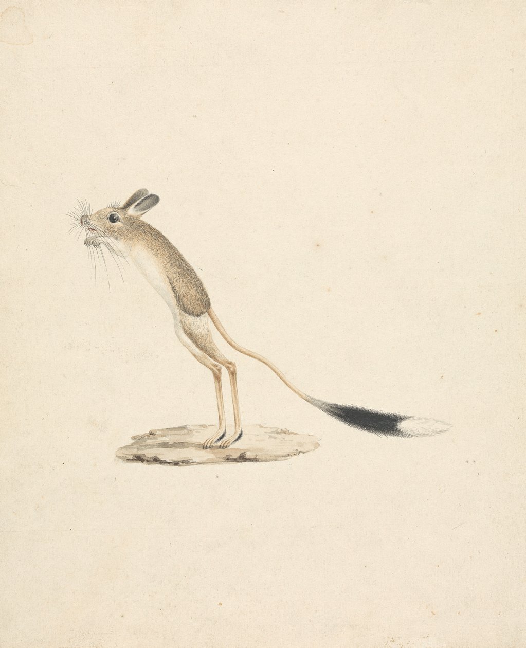 Jerboa von James Bruce
