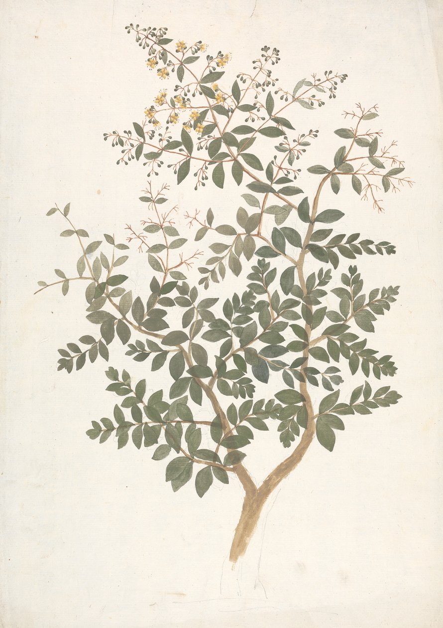 Lawsonia inermis L. (Henna): fertige Zeichnung eines blühenden, belaubten Triebs von James Bruce