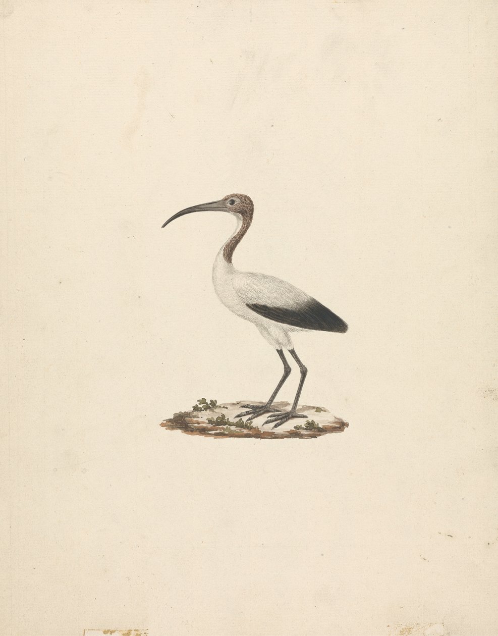 Threkiornis aethiopicus (Afrikanischer Heiliger Ibis) von James Bruce