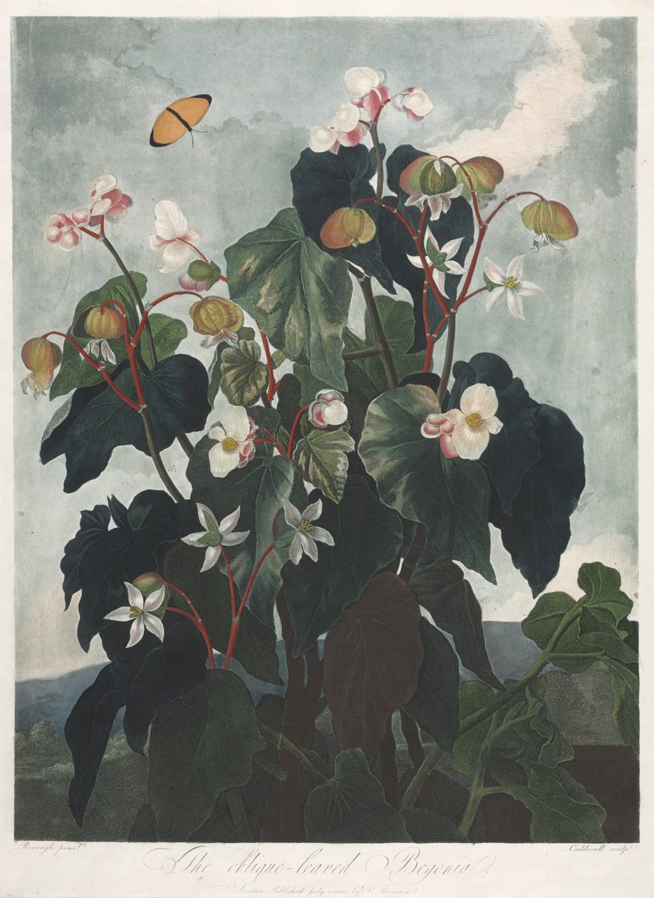 Der Tempel der Flora oder Garten der Natur: Die schrägblättrige Begonie, 1800 von James Caldwall