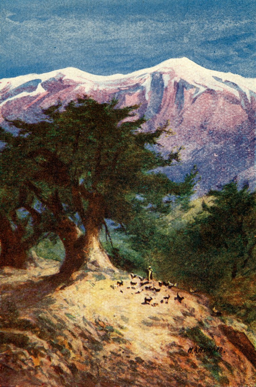 Zedern des Libanon - Matt. xii. 33 von James Clark and Henry A Harper