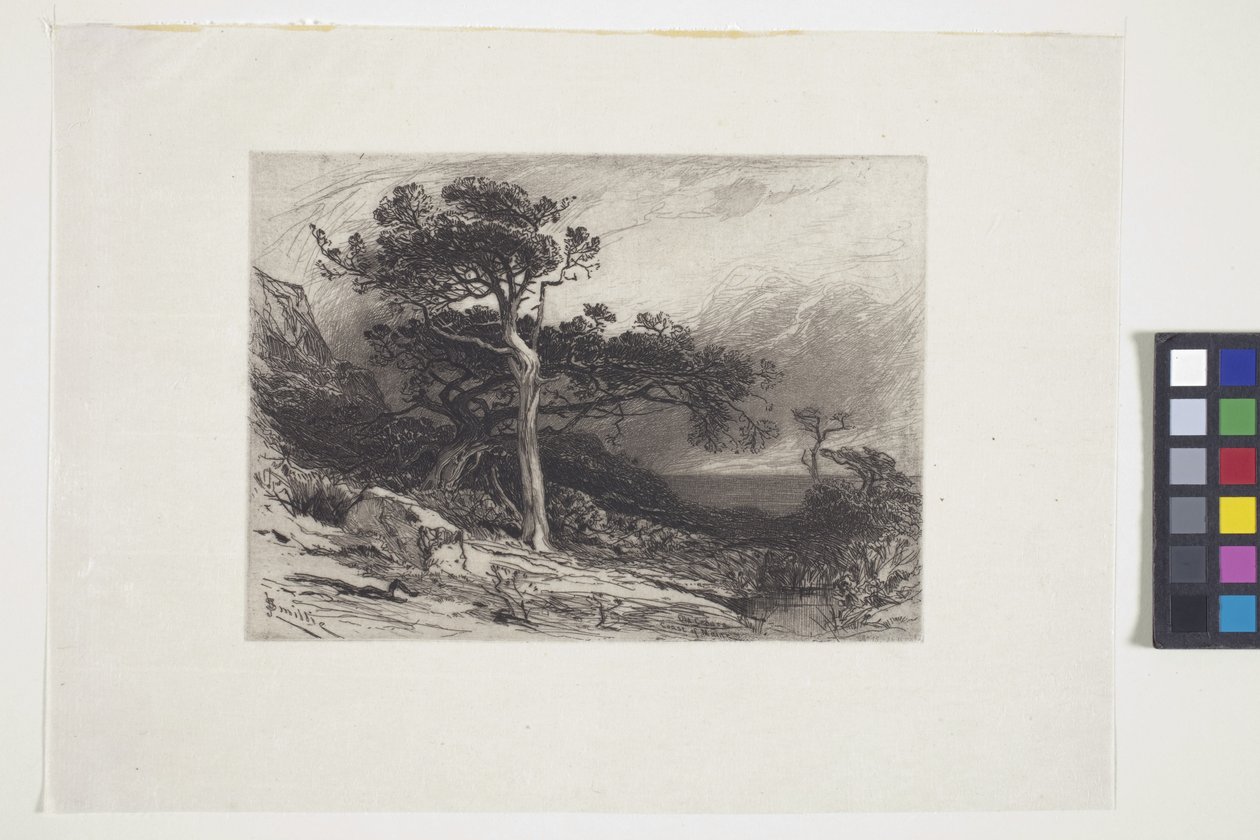 Alte Zedern, Küste von Maine von James David Smillie