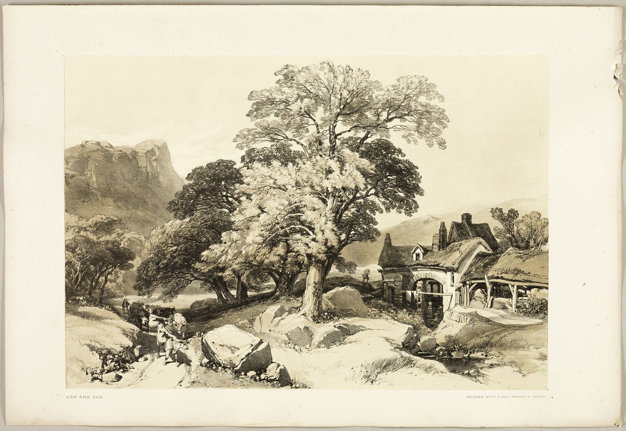 Esche und Eiche, aus The Park and the Forest von James Duffield Harding