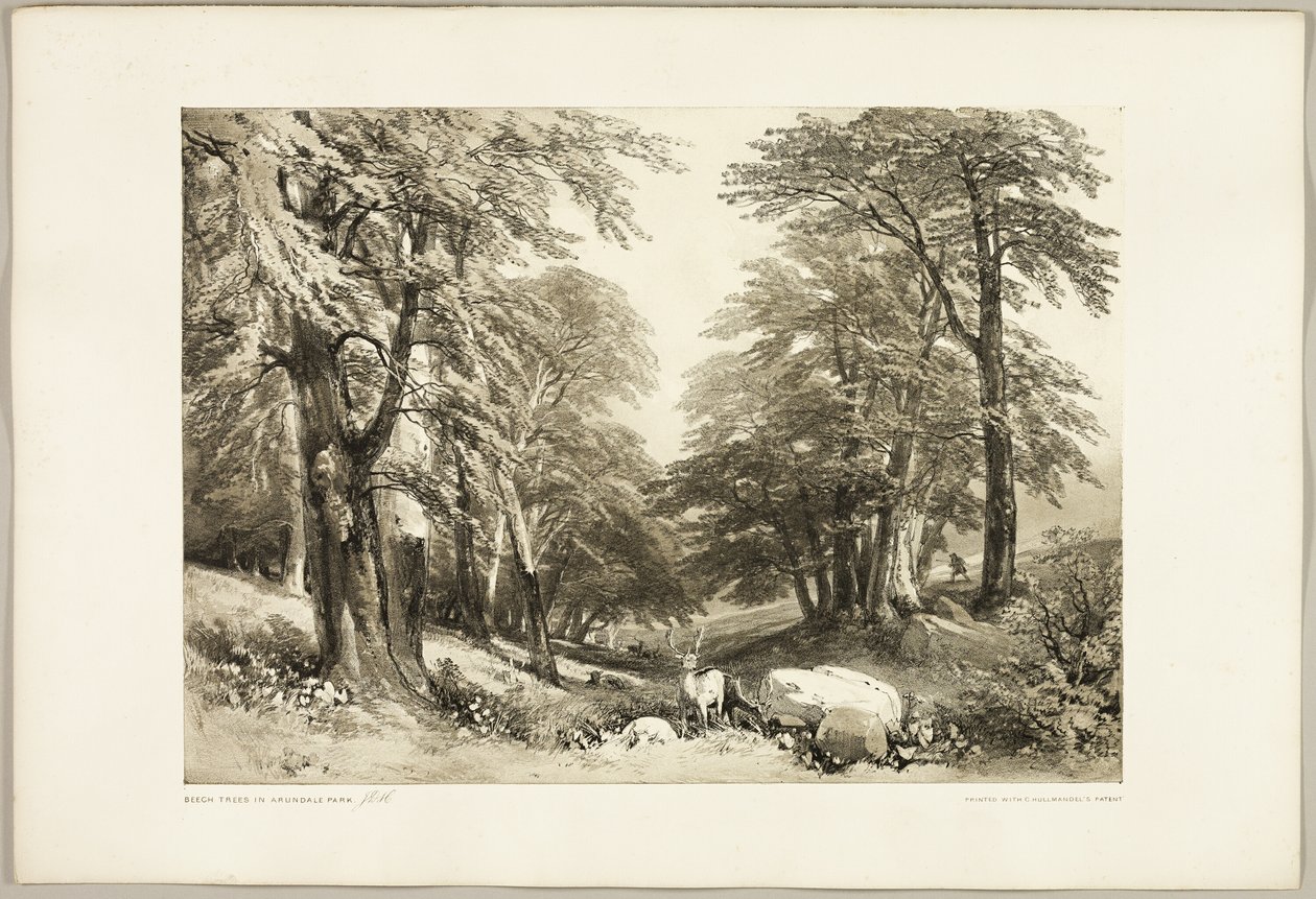 Buchen im Arundale Park, aus The Park and the Forest von James Duffield Harding