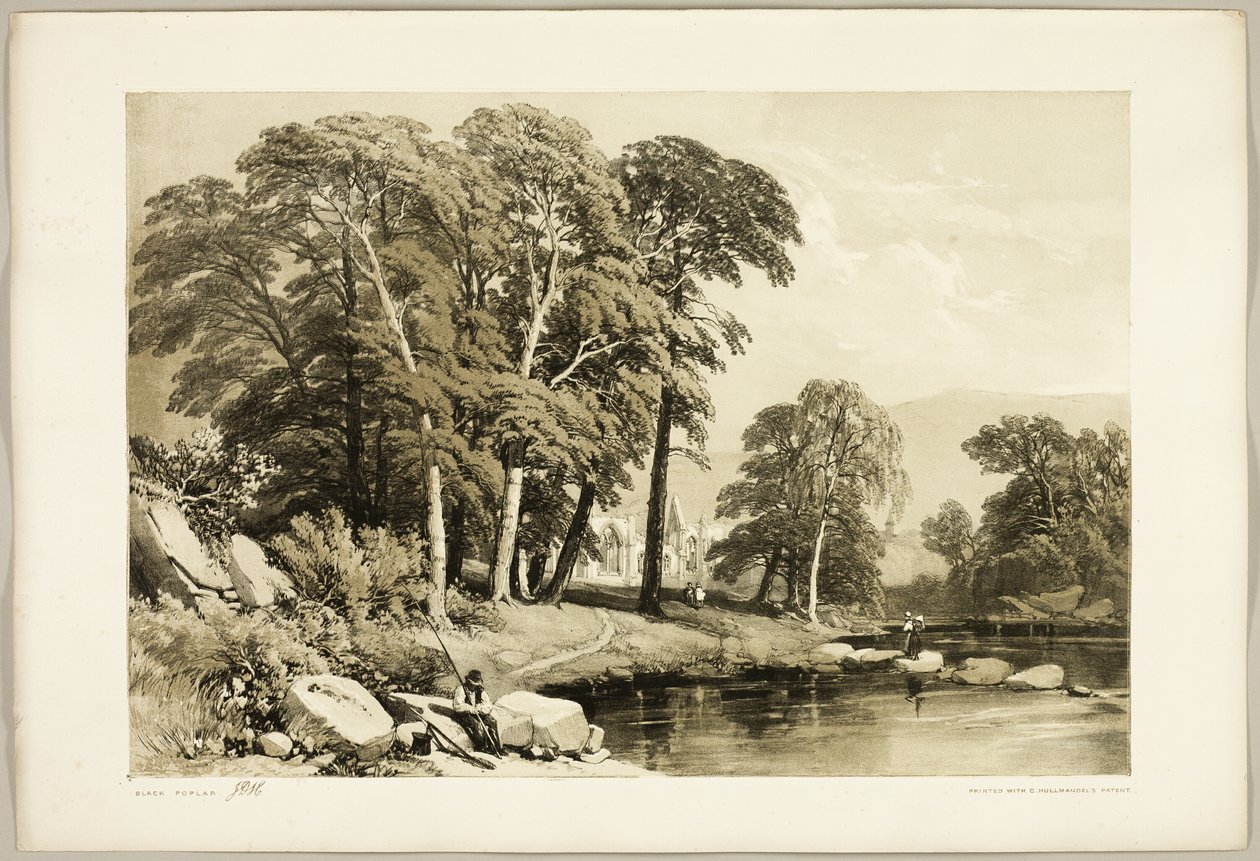 Schwarzpappel, aus Der Park und der Wald von James Duffield Harding