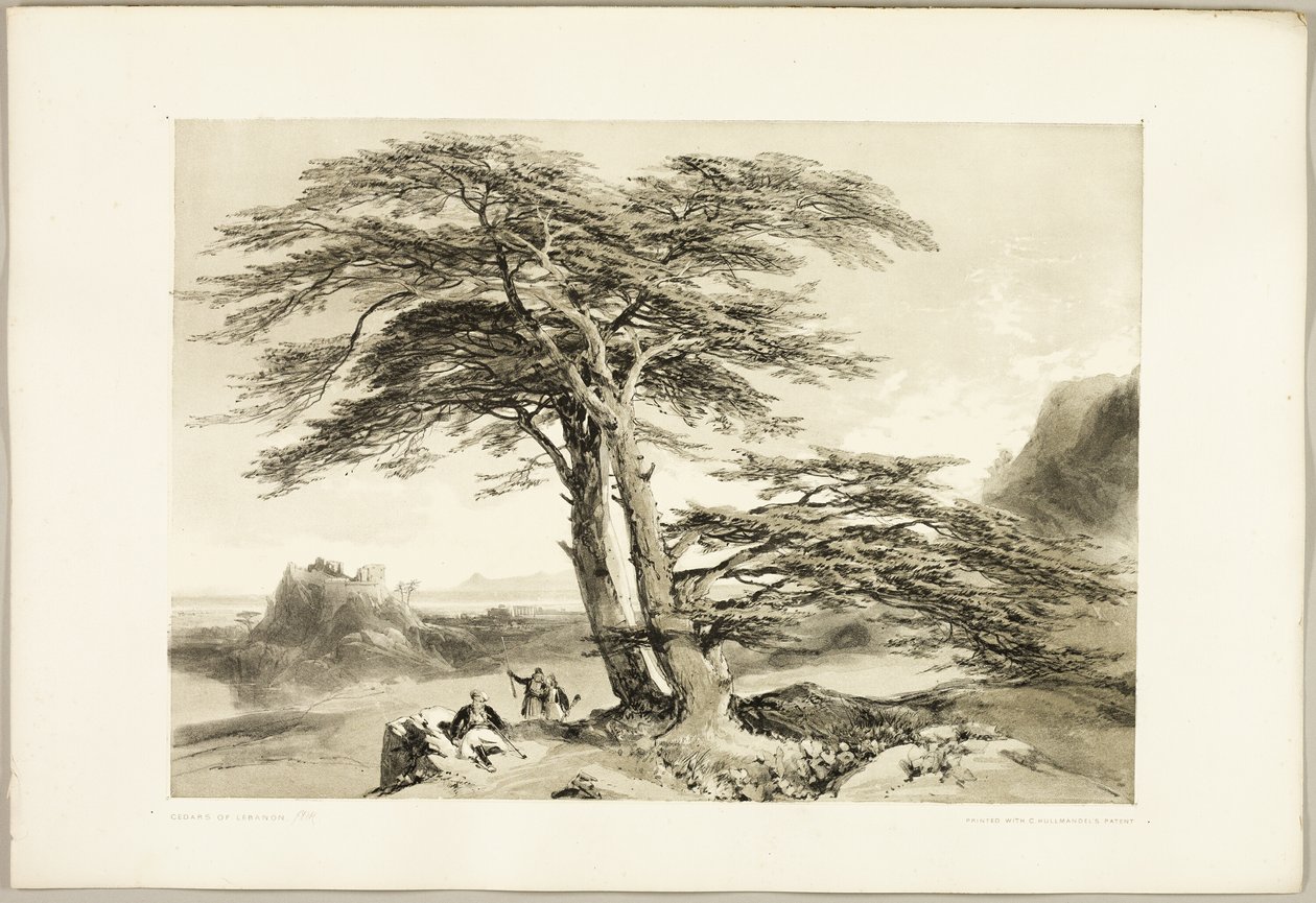 Zedern des Libanon, aus Der Park und der Wald von James Duffield Harding