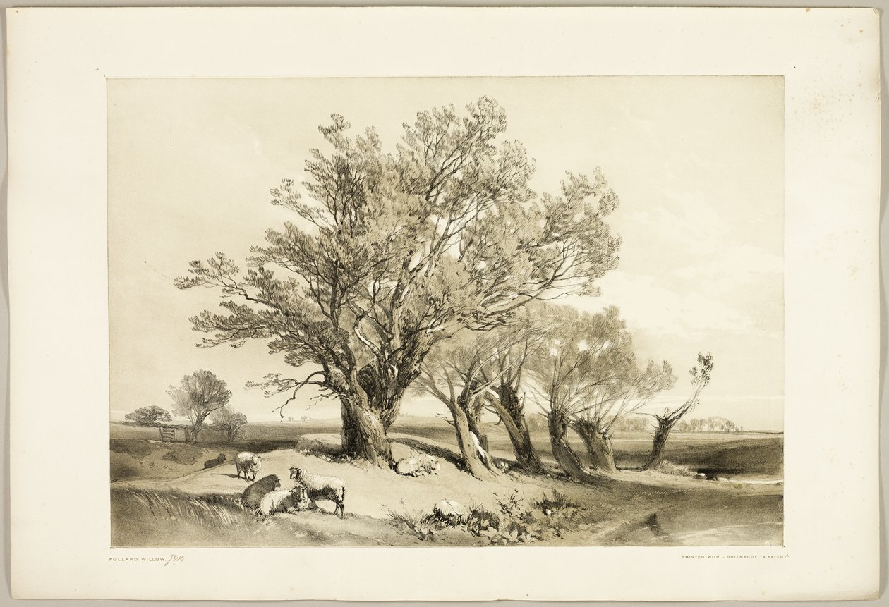 Kopfweide, aus Der Park und der Wald von James Duffield Harding