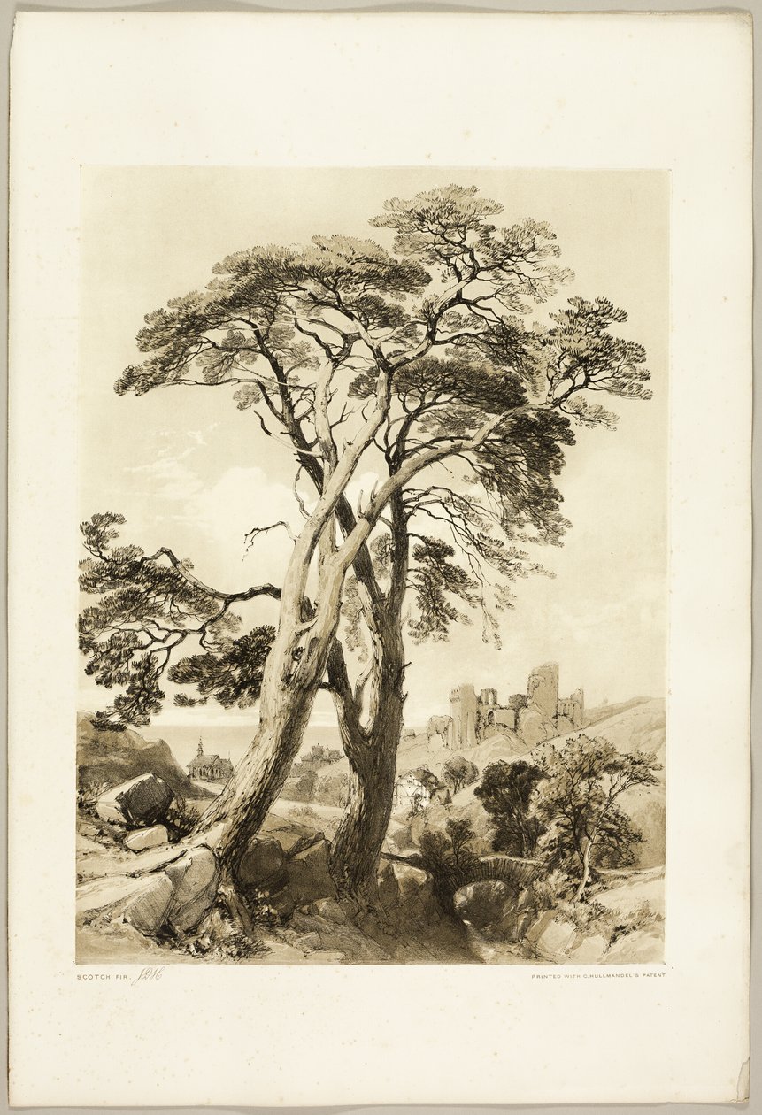 Schottische Kiefer, aus "Der Park und der Wald" von James Duffield Harding
