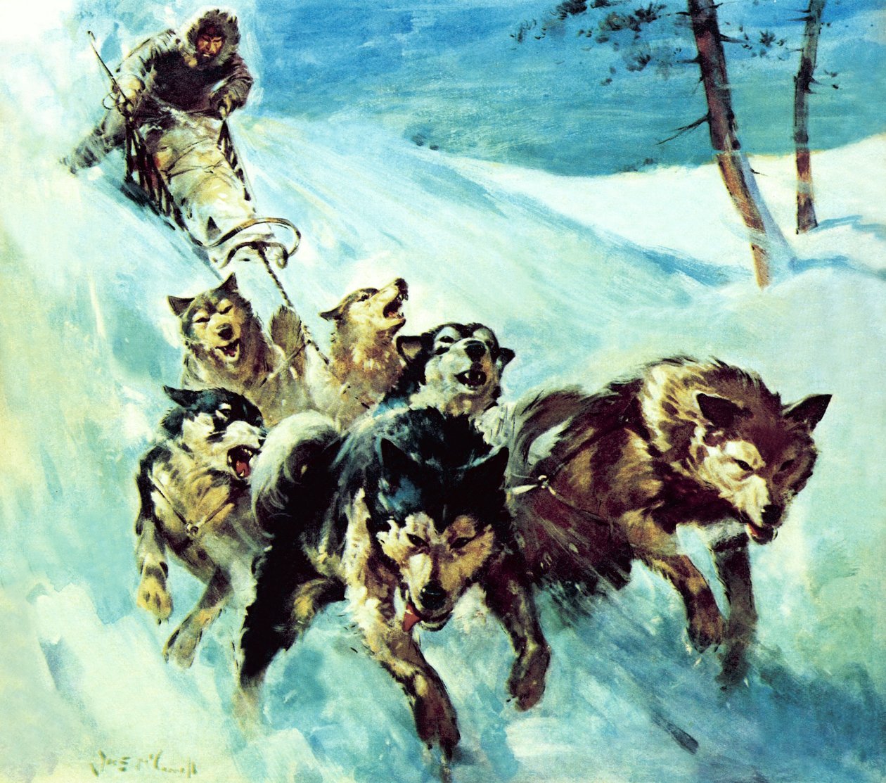 Der kanadische Husky von James Edwin McConnell