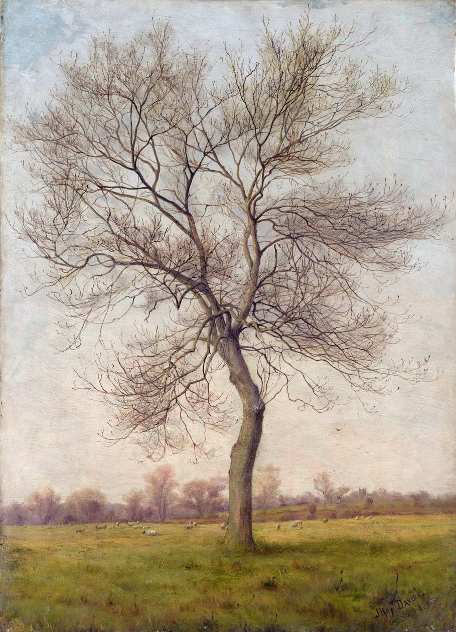 Studie eines Eschenbaums im Winter von James Hey Davies