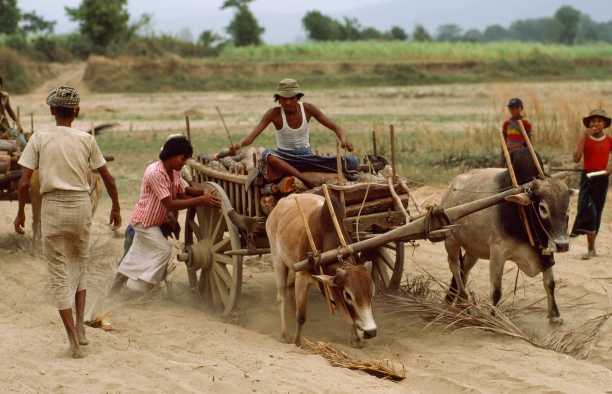 Ein Ochsenkarren bleibt im schweren Staub auf einer schlechten Straße stecken. Sebin Village, Burma von James L Stanfield
