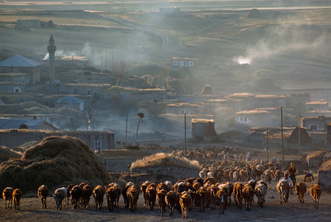 Eine große Herde Rinder zieht durch eine staubige ländliche Stadt zur Weide. Enrentepe, Türkei. von James L Stanfield