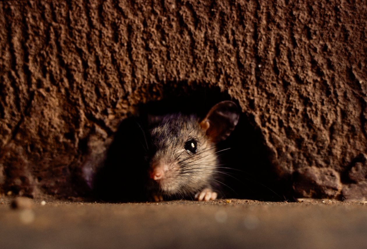 Nahaufnahmen von gewöhnlichen Wanderratten, Attus norvegicus von James L Stanfield