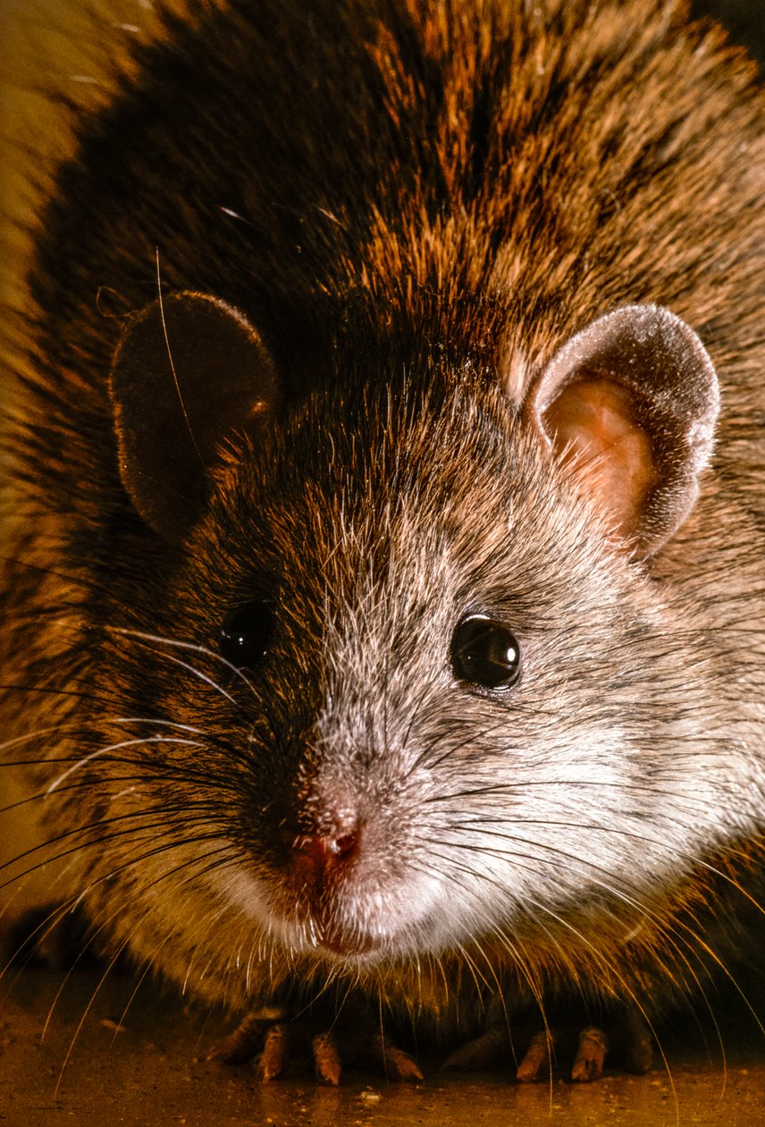 Nahaufnahmen von gewöhnlichen Wanderratten, Rattus norvegicus von James L Stanfield