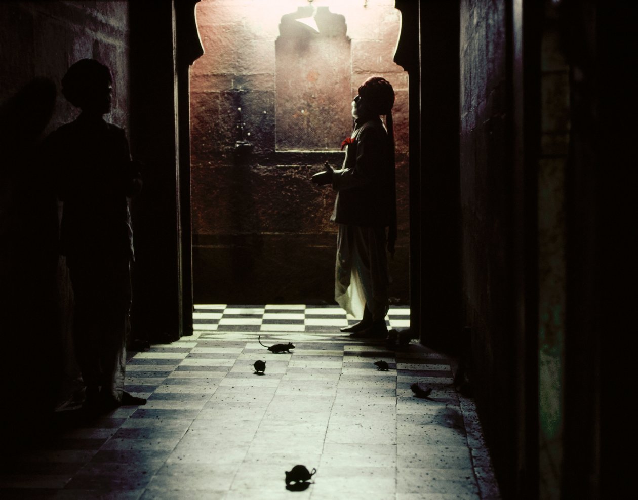 Heilige Ratten bewohnen den Karni Mata Tempel der hinduistischen Göttin Bhagwati Karniji in Deshnoke, Rajasthan, Indien von James L Stanfield