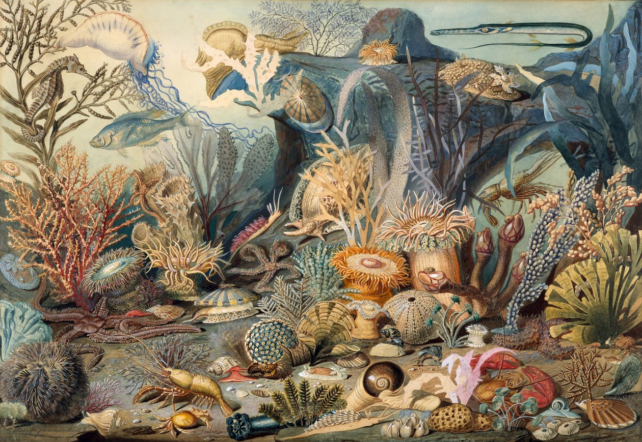 Ozeanleben. Schöpfer: James M. Sommerville, Christian Schussele von James M. Sommerville