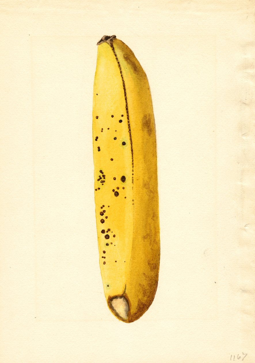 Banane (Musa) von James Marion Shull