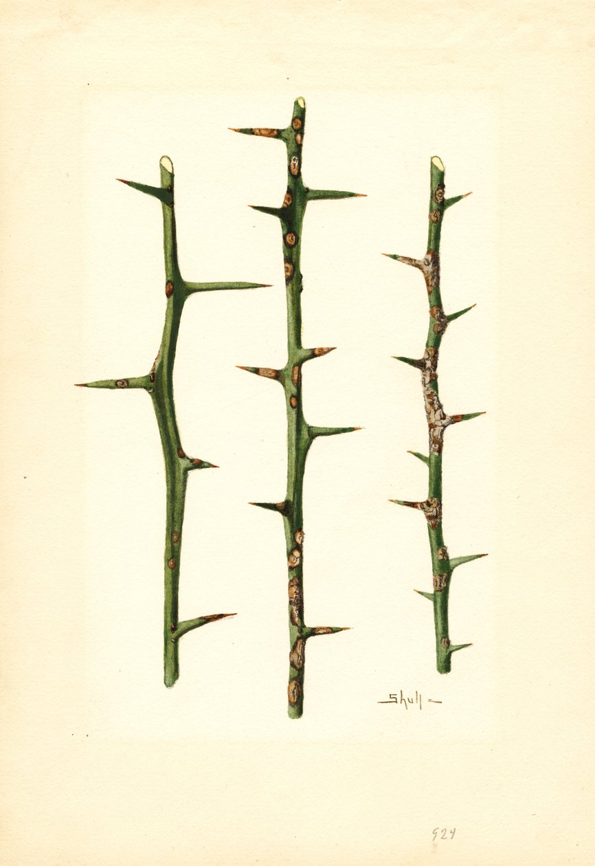 Zitruskrebs am Orangenpflanzenstamm (Poncirus trifoliata) von James Marion Shull