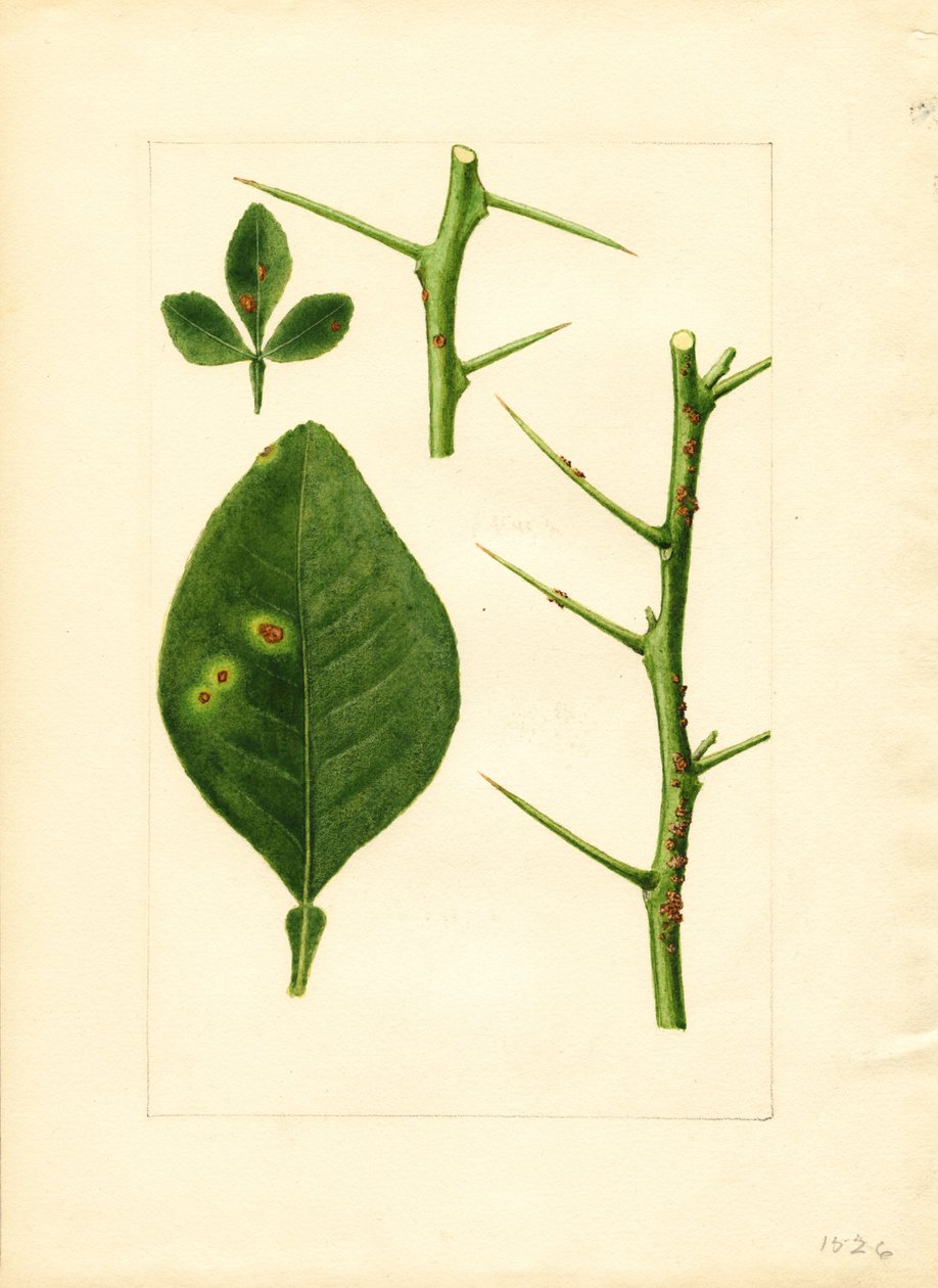 Kranke Orangenbaumblatt und Zweig (Poncirus trifoliata) von James Marion Shull