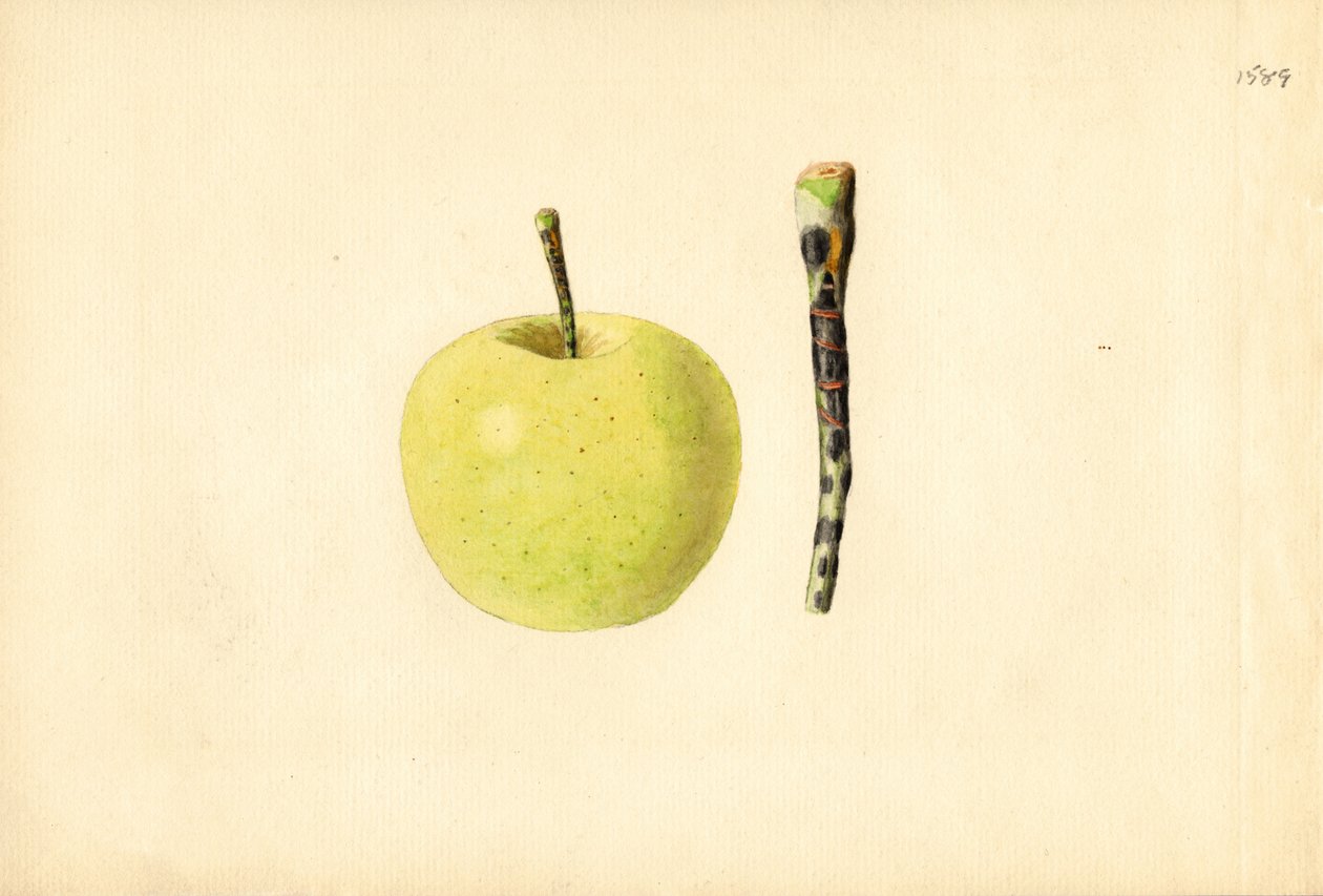 Golden Delicious Apfel (Malus domestica) von James Marion Shull