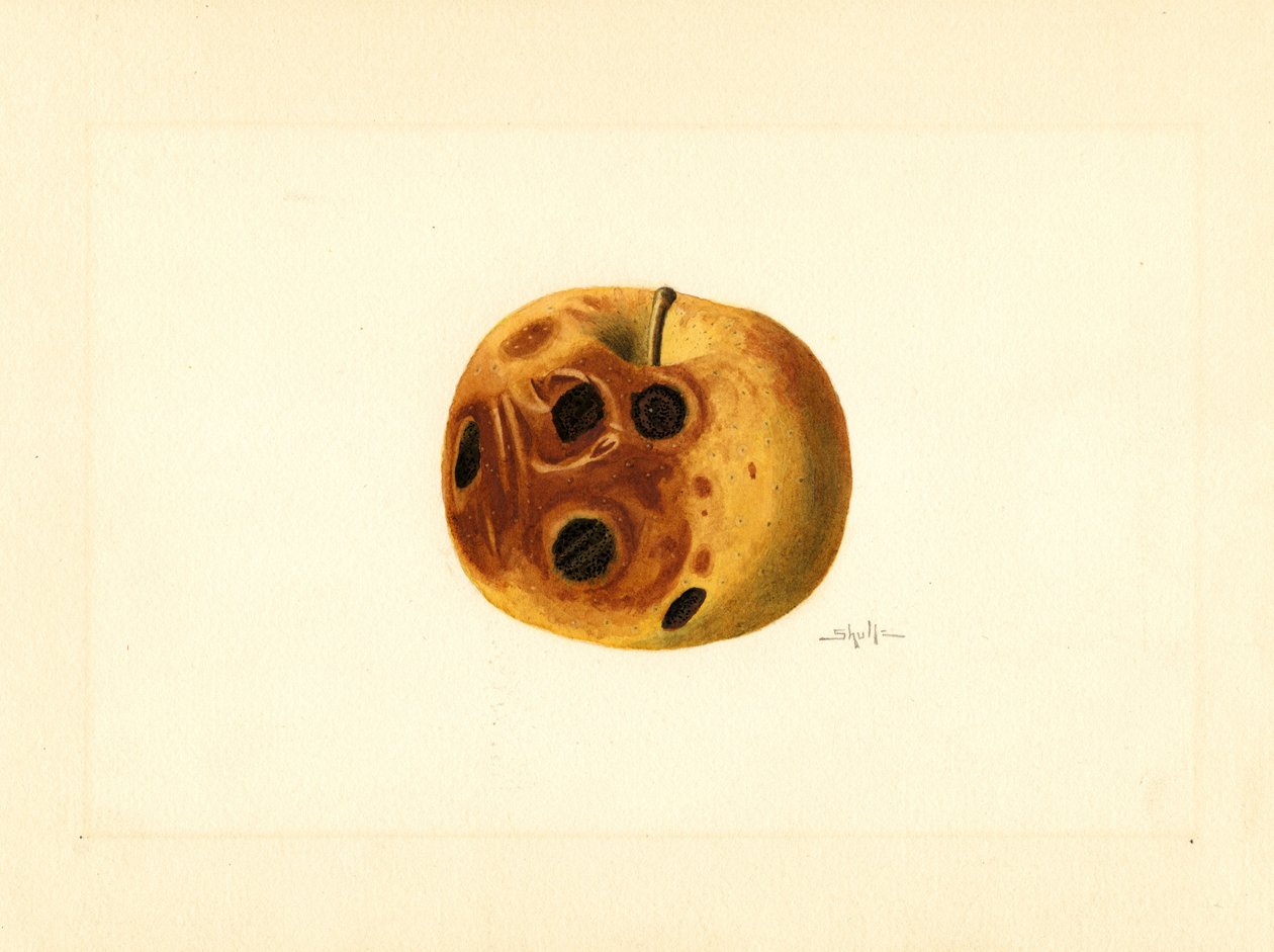 Grimes Apfel (Malus domestica) von James Marion Shull