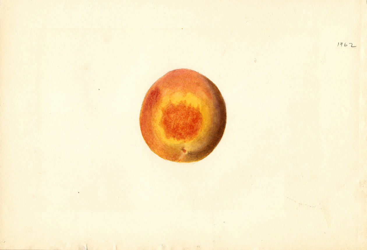 Pfirsich (Prunus persica: Elberta) von James Marion Shull