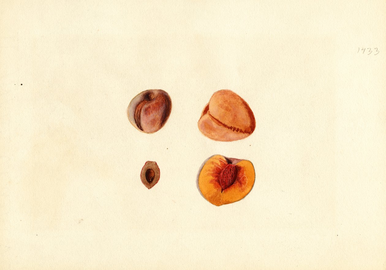 Pfirsiche (Prunus persica: Hutchkins) von James Marion Shull