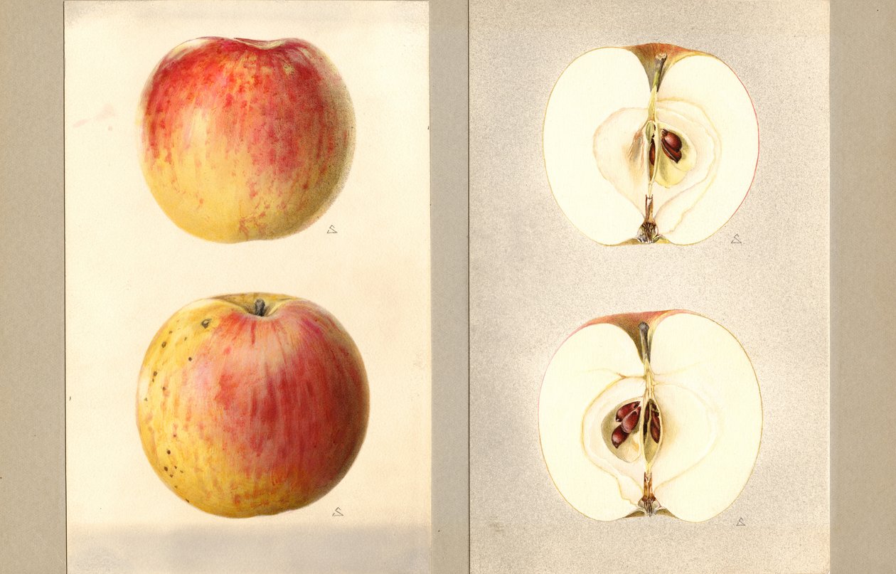 Wilson-Juni-Äpfel (Malus domestica) von James Marion Shull