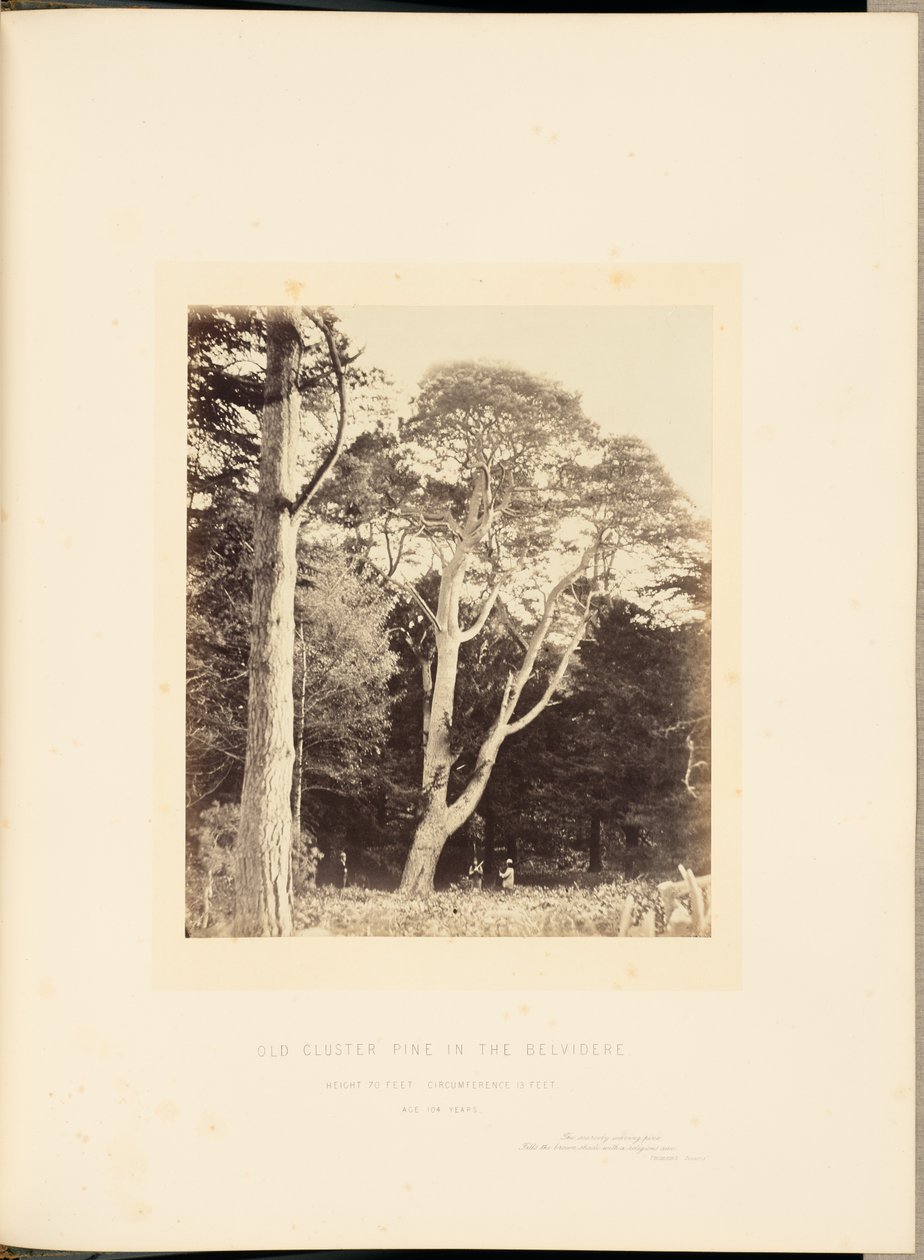 Alter Cluster-Kiefer im Belvidere von James Sinclair, 14th Earl of Caithness