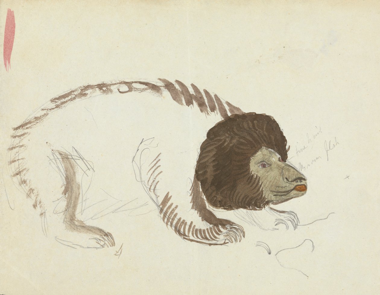 Ein Bär von James Sowerby