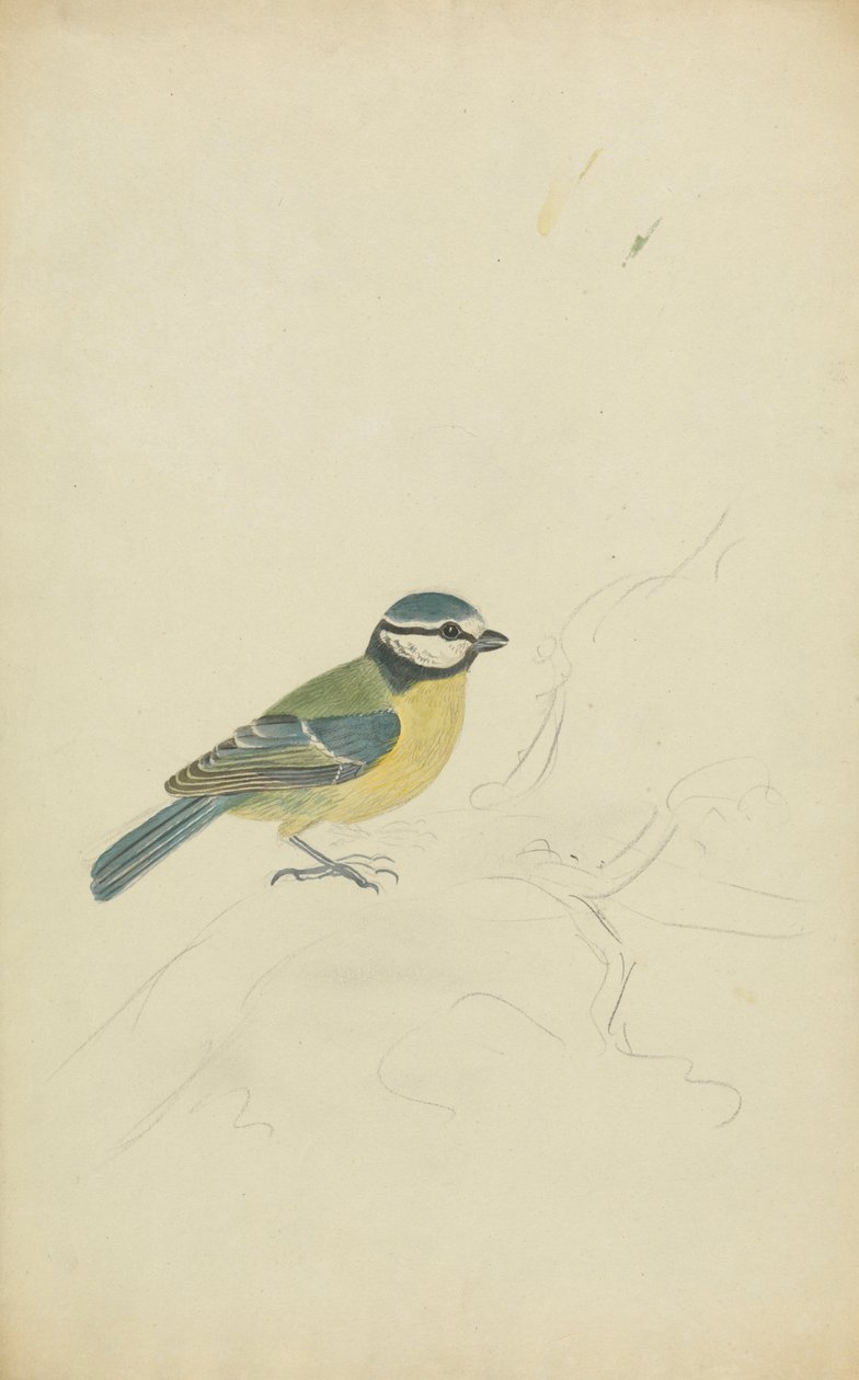 Eine Blaumeise von James Sowerby