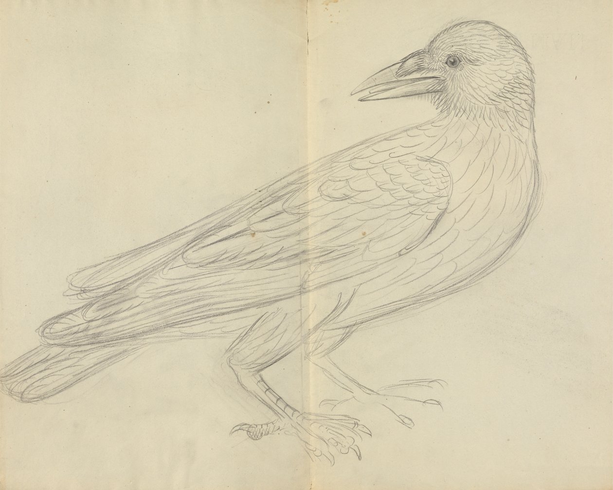 Eine Krähe von James Sowerby
