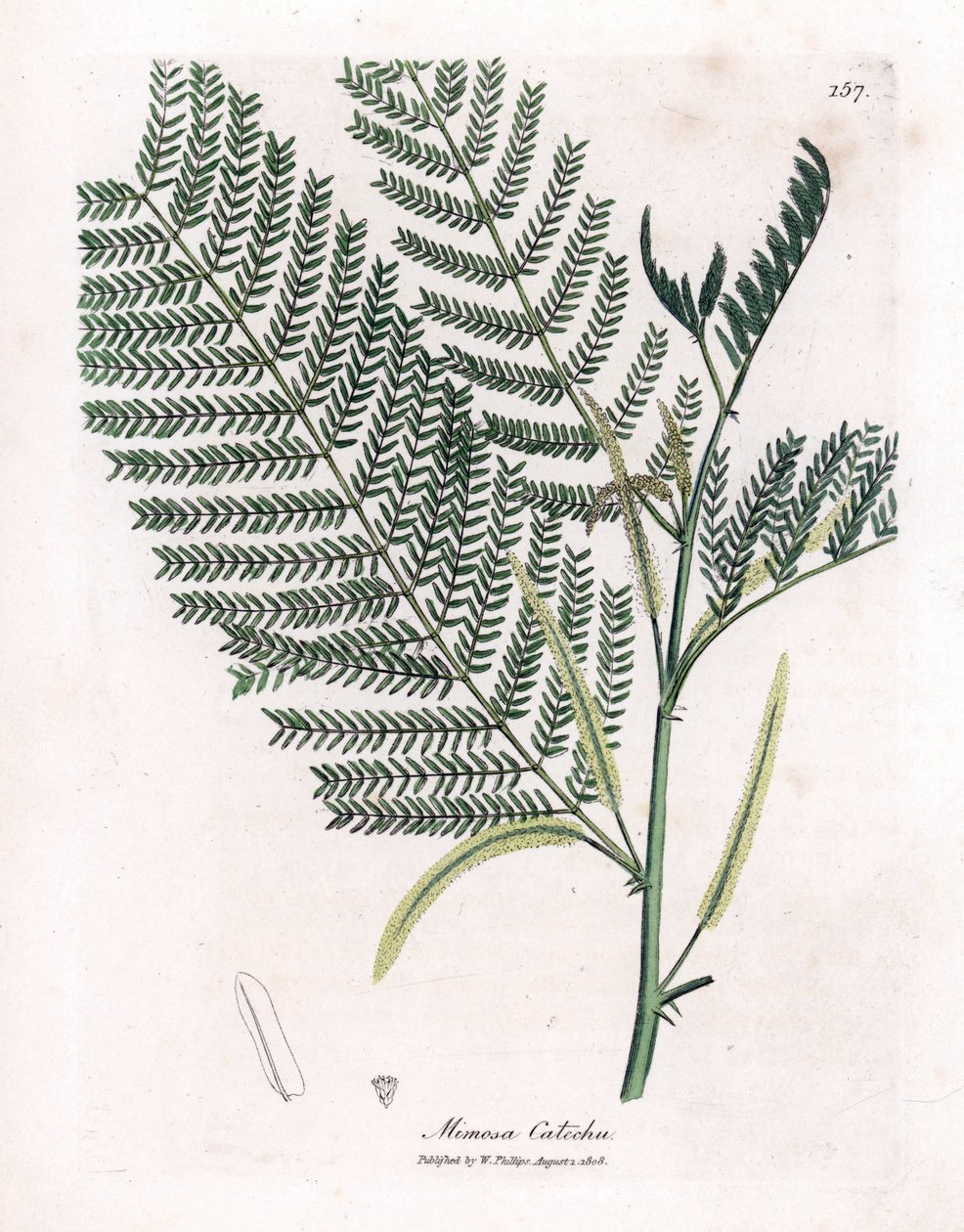 Akazie a Cachou oder Cachoutier - Katechu, Acacia catechu. Handkolorierte Kupferstichgravur aus einer botanischen Illustration von James Sowerby aus William Woodville und Sir William Jackson Hooker