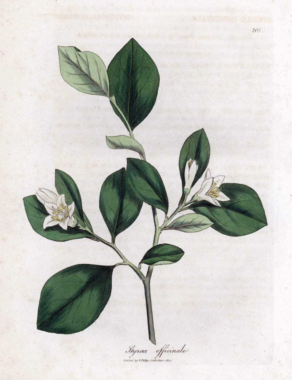 Storax, Styrax officinalis von James Sowerby