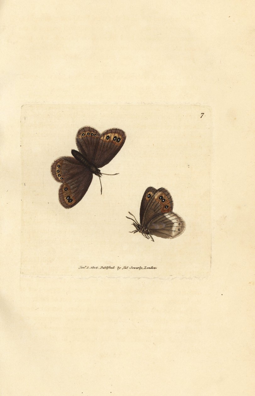 Arran-Braun, Erebia ligea (Papilio ligea). Handkolorierter Kupferstich von James Sowerby aus The British Miscellany, oder Coloured figures of new, rare, or little known animal subjects. von James Sowerby