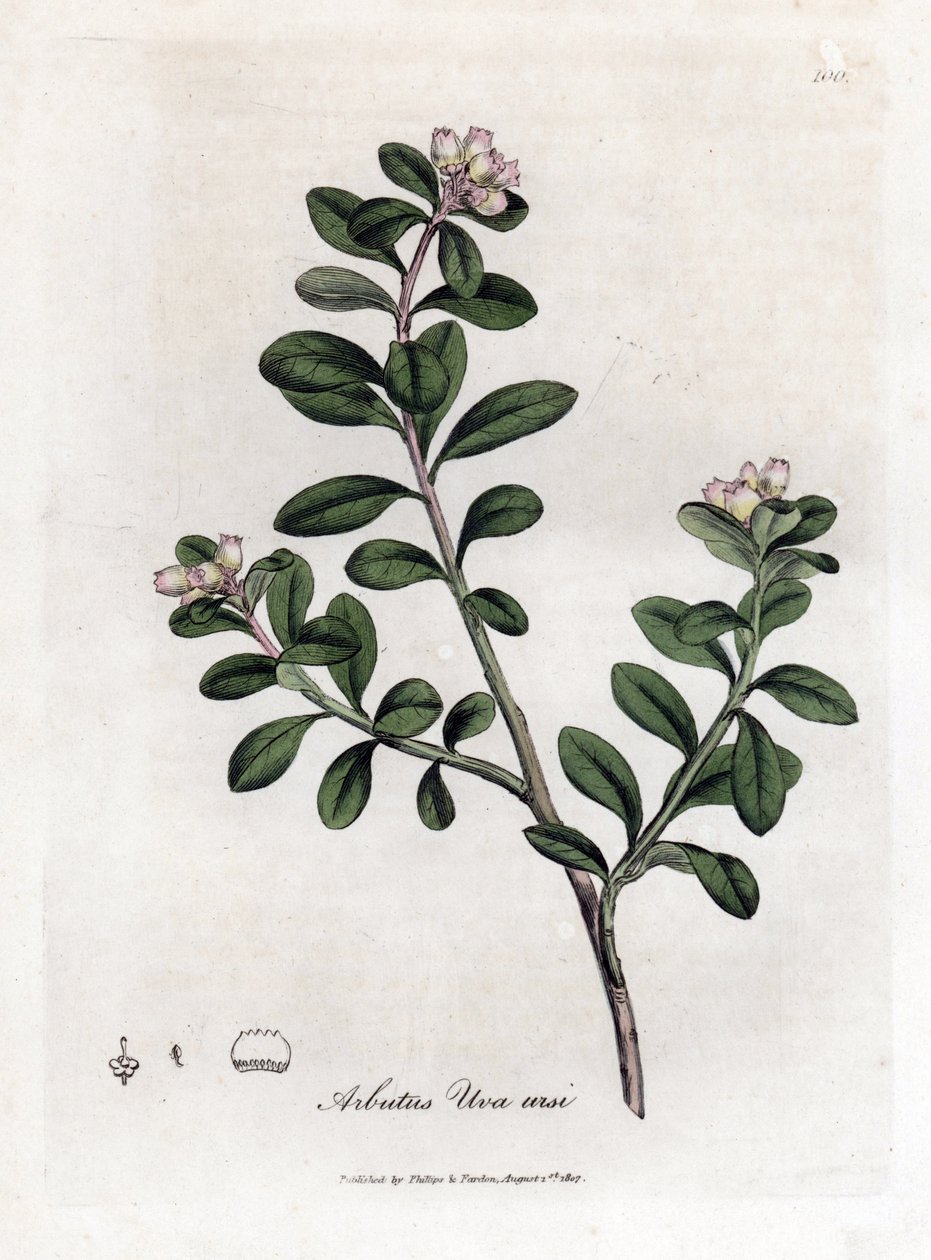 Bärentraube oder Bärentraube, Arctostaphylos uva-ursi von James Sowerby