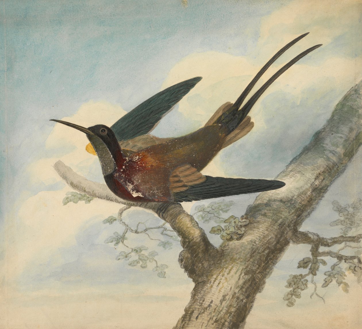 Paradiesvogel und Rückseite: Skizze einer Blume von James Sowerby