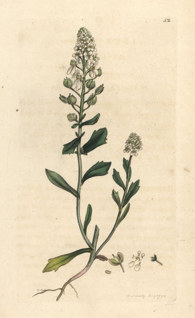 Bittere Schleifenblume, Iberis amara von James Sowerby