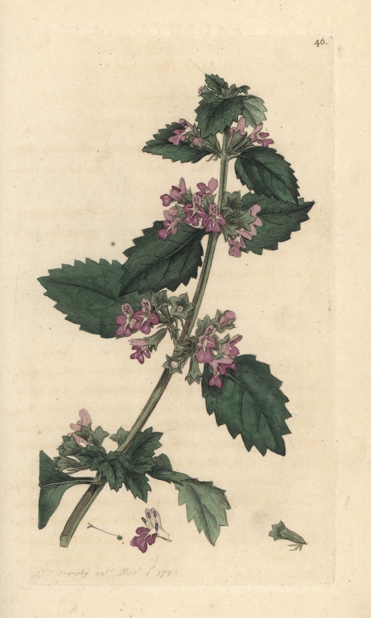 Schwarznessel, Ballota nigra. Handkolorierter Kupferstich nach einer Illustration von James Sowerby aus James Smith
