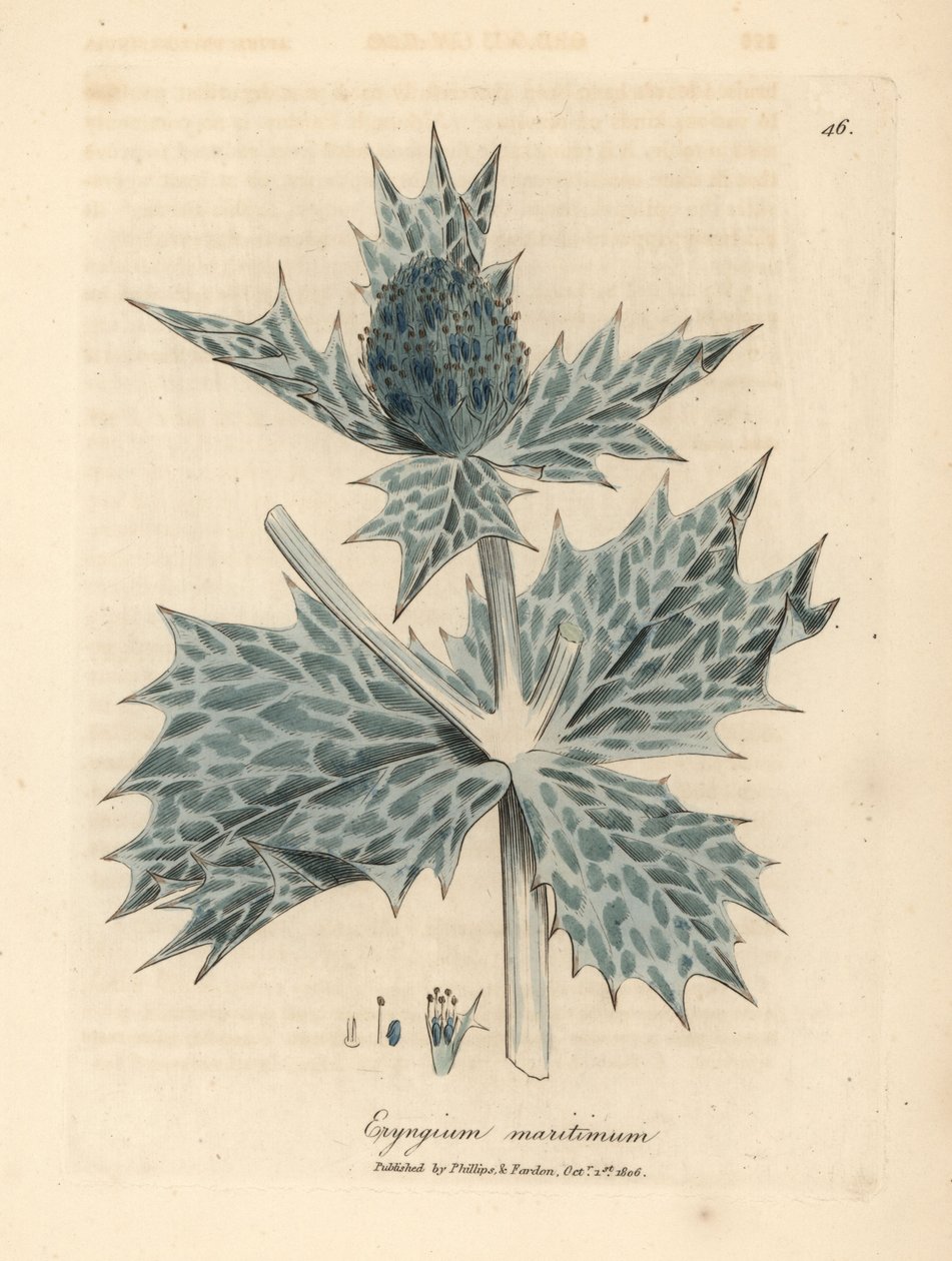Blau blühender Meerkohl oder Eryngo, Eryngium maritinum von James Sowerby
