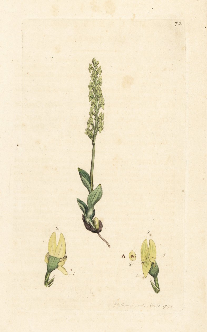Sumpf-Orchidee, Hammarbya paludosa. Handkolorierter Kupferstich nach einer Illustration von James Sowerby aus James Smiths English Botany, London von James Sowerby