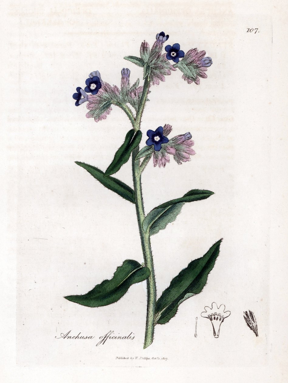 Echte Ochsenzunge - Ochsenzunge, Anchusa officinalis. Handkolorierte Kupferstichgravur aus einer botanischen Illustration von James Sowerby aus William Woodville und Sir William Jackson Hooker